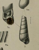 Eulimella unifasciata